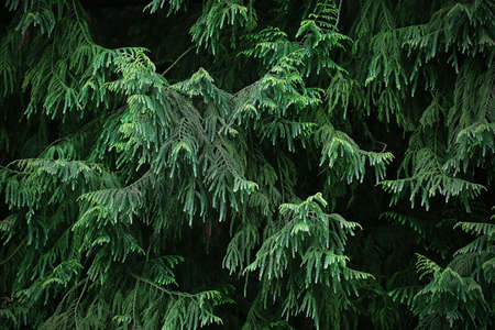 Pine tree