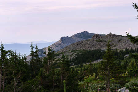 Forestの写真素材