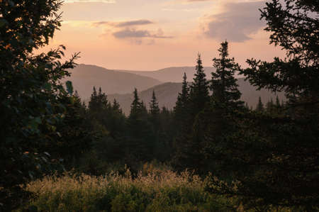 Forestの写真素材