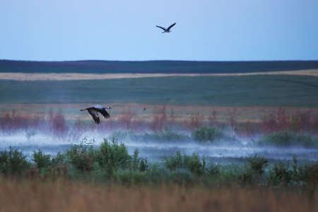 Wildlifeの写真素材