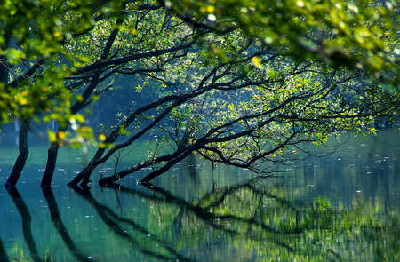 Treesの写真素材