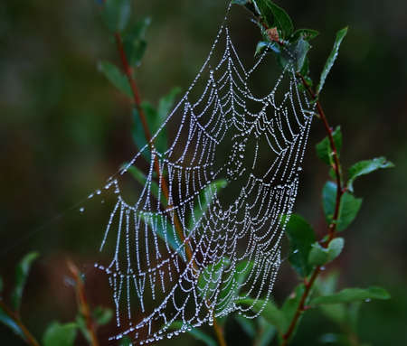 Spider web with water drops の写真素材