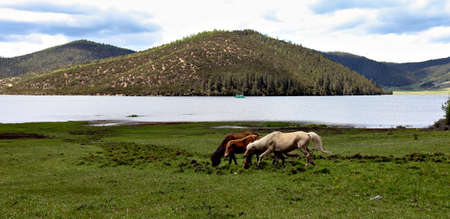 The wildの写真素材