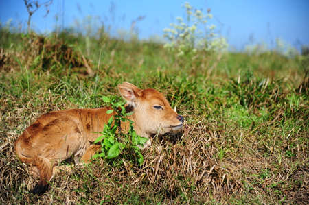 The Mavericksの写真素材