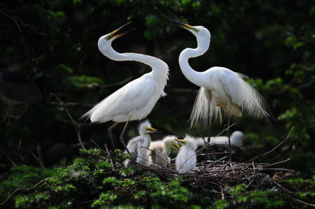 Close up to a egret family on the treeの写真素材