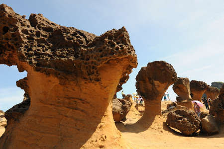 wild willow, Geological Parkのeditorial素材