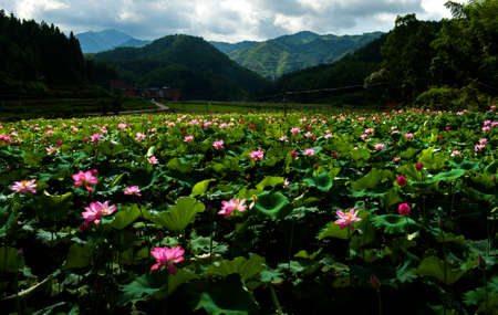 Landscape view of a lotus pondの写真素材