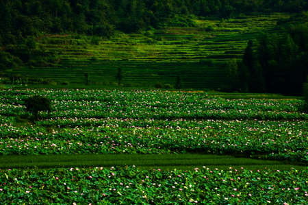 lotus pondの写真素材
