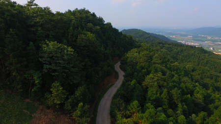 forest pathway sceneryの写真素材