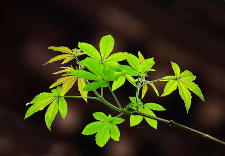 leaves