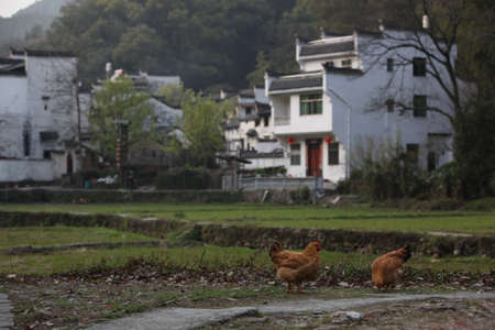 Xiao Qiのeditorial素材