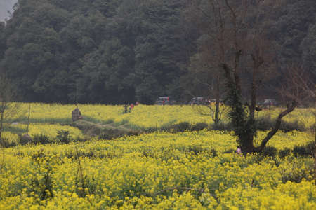 Jianglingのeditorial素材