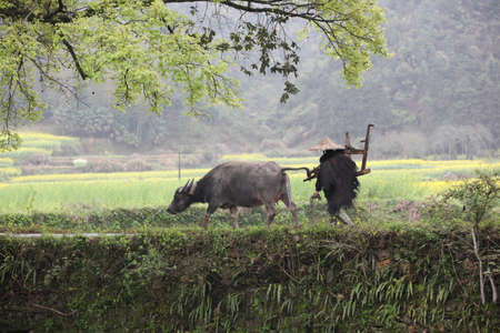 Yantian Guzhang scenic areaのeditorial素材