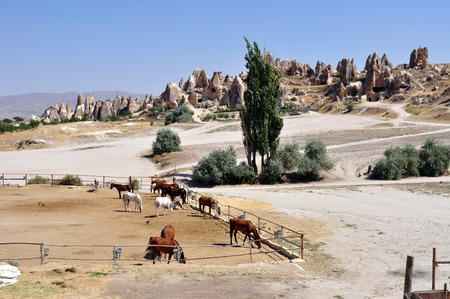Horses In Cappadociaの写真素材