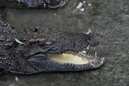 Crocodile with jaws open appears to smile: Smiling crocodile in Ho Chi Minh City, Vietnam.の写真素材