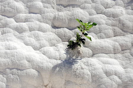 Fig tree in calcite: Fig tree growing in calcite formations in Pamukkale, Turkey.の写真素材