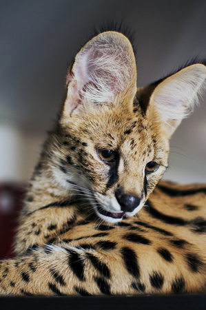 Male serval cat (leptailurus serval) looks down: 5 month old male pet serval Chappie sitting on top of brown cupboard staring away from the camera looking down.の写真素材