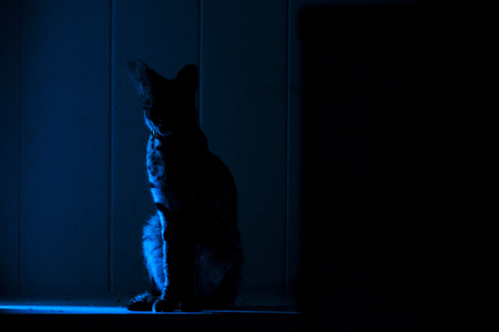 Female serval cat (leptailurus serval) sits in shadowy alcove: 5 month old female pet serval Ripley sits in shadowy alcove.の写真素材