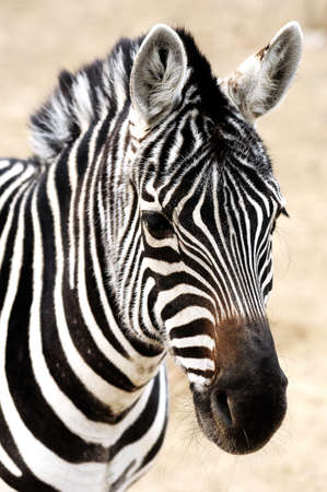 Zebraの写真素材
