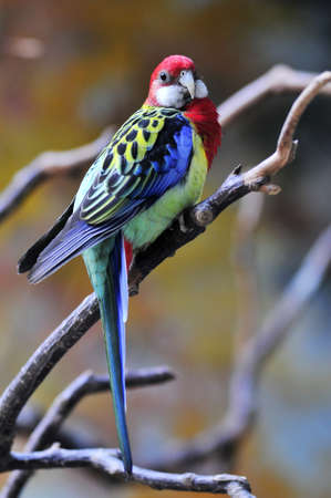 Rose parrot.の写真素材