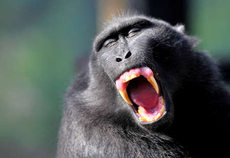Black crested macaque,の写真素材