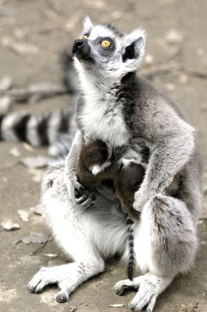 End of the lemurの写真素材