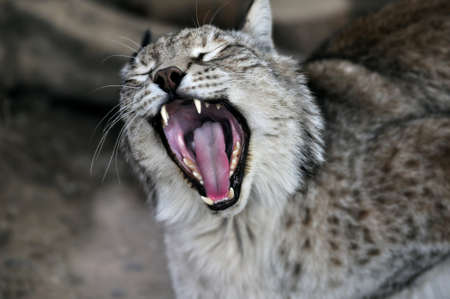 Lynx,の写真素材