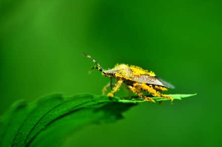 Pentatomidaeの写真素材