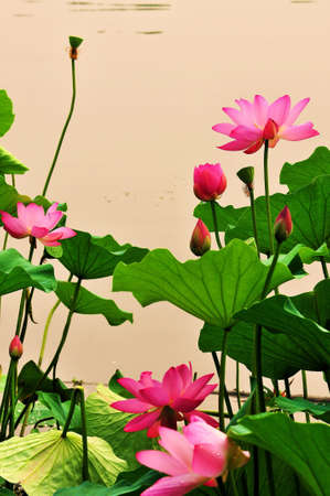 Lotus,の写真素材