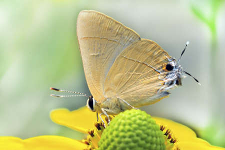 Butterfly, Butterflies,の写真素材