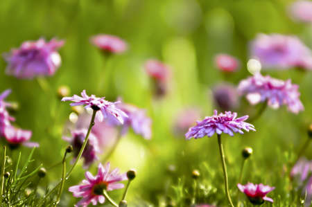 Flowers,Wildflowers,
