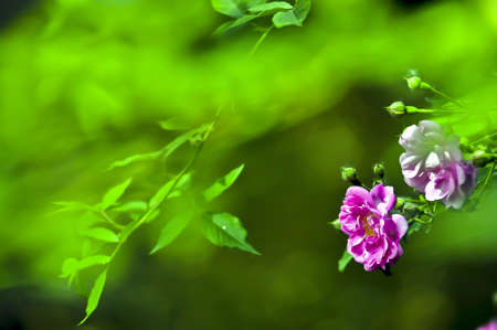 Flowers,Rose,の写真素材