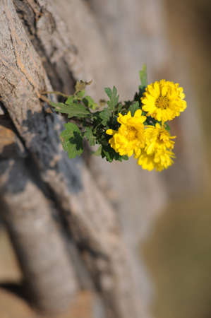Chrysanthemum, の写真素材