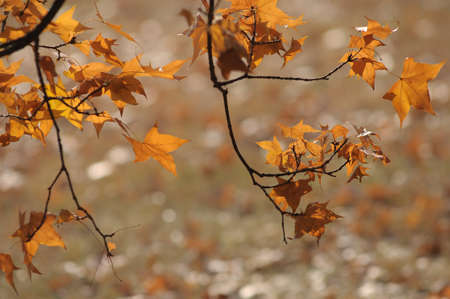 red maple,