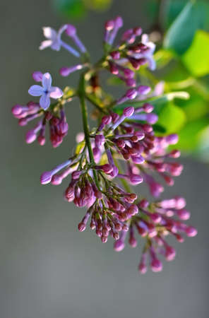 Cloves,の写真素材
