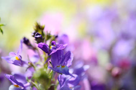 Wildflowers,の写真素材