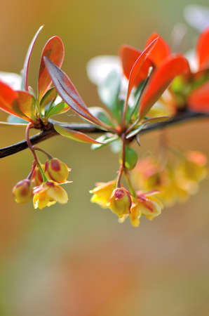 Hongyexiaobo,の写真素材