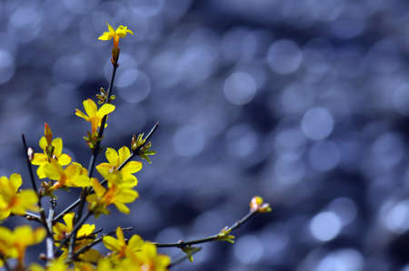 Jasmine,