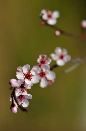 Myrobalan plum,の写真素材
