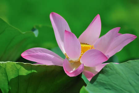 nucifera,Holland,の写真素材