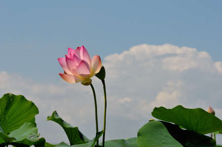 Lotus flow の写真素材