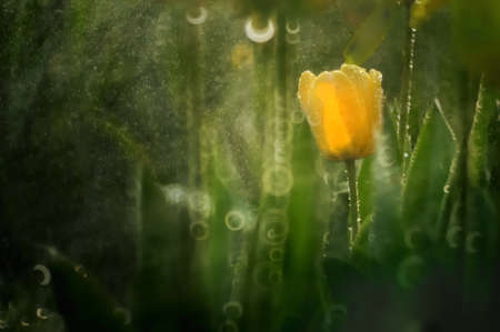 Tulipの写真素材