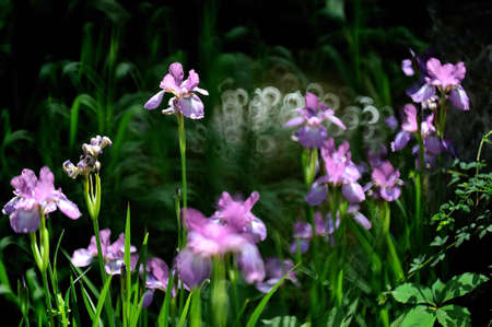 Iris tectorum,の写真素材