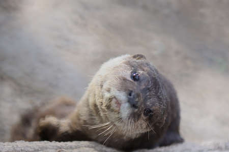 Otters (Lutra lutra)の写真素材