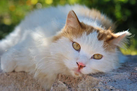 catの写真素材