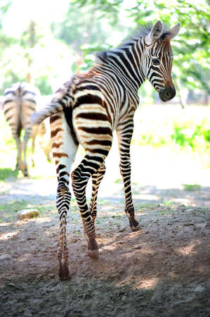 Zebraの写真素材