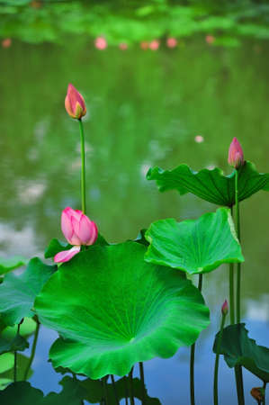 Lotusの写真素材