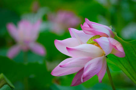 Lotusの写真素材