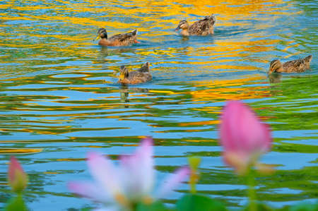 Lotusの写真素材