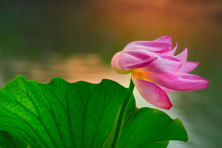 Lotusの写真素材